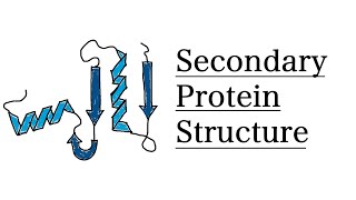 Secondary Structure of Proteins  MCAT Biochemistry [upl. by Ahsas437]