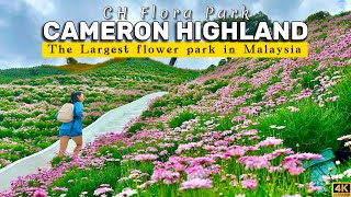 Cameron Highlands Flora Park  The Most Beautiful Flower Garden in Malaysia [upl. by Innavoij]