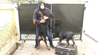 Rottweiler dogs meet owner after a long time Dog welcoming owner [upl. by Atnom769]