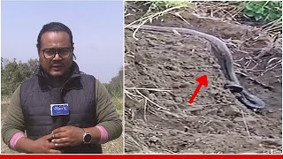 BURMESE PYTHON SURFACED AT THE BANK OF IMPHAL RIVER NEAR KHUMAN LAMPAK SPORTS COMPLEX  13 MAR 2024 [upl. by Alit]