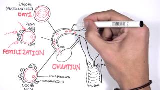 Embrology  Day 0 7 Fertilization Zygote Blastocyst [upl. by Niak518]