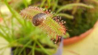 Drosera capensis vs Blaptica dubia [upl. by Adnerad76]