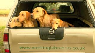 Naughtland Working Labradors [upl. by Leirza]