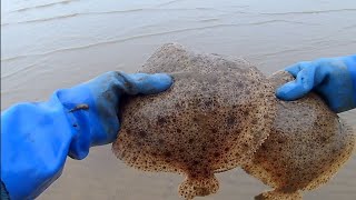 BEACH NETTING HERRING NET amp TRAMMEL NET TURBOT BIG COD BIG THORN BACK RAY VIDEO 12 [upl. by Aneek]