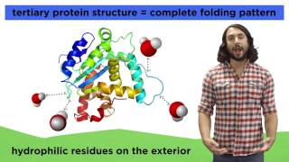 Protein Structure [upl. by Fremont]