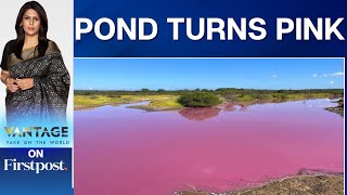 Pond in Hawaii Mysteriously Turns BubbleGum Pink  Vantage with Palki Sharma [upl. by Selym]