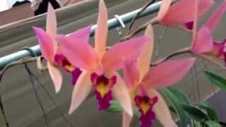 Tuyets Orchids Hoa Lan [upl. by Cherin810]