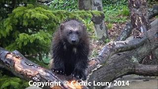 Gulo gulo  Linnaeus 1758  Mustelidae  Wolverine Glouton  Parc Zoologique Paris  042014 [upl. by Asiel]