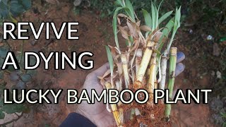 How to revive a dying lucky bamboo plant [upl. by Brantley]