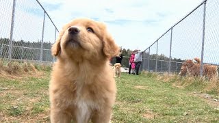 Meet Nova Scotias canine ambassador the Duck Toller [upl. by Rabbi277]