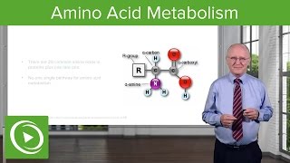 Amino Acid Metabolism Introduction – Biochemistry  Lecturio [upl. by Hemphill]