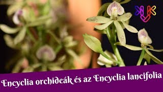 Encyclia orchideák és Encyclia lancifolia  Encycliák igényei és tudnivalók [upl. by Elvie330]