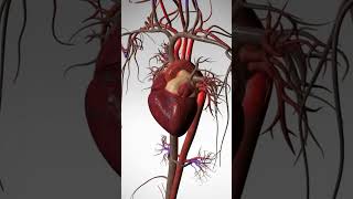 See the Wonder of Your Beating Heart  3D Animation [upl. by Anitsihc]