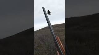 It happens fast pheasanthunting pheasant birdhunting uplandhunting hunting birdhunter [upl. by Ellesor]