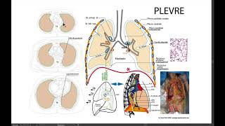 13b Plèvre dessins [upl. by Ardnama]