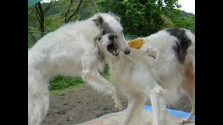 Two Borzoi dogs playing energetic [upl. by Ainot]