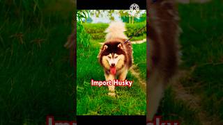 Siberian Husky import for stud serviceshortviraltrending husky doglover dogbreed [upl. by Brody]