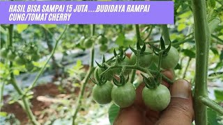 Hasil Bisa Sampai 15 JutaBudidaya Rampai CungTomat Cherry [upl. by Enimajneb]