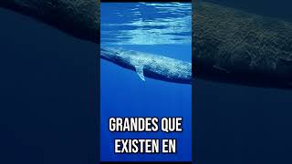 SABIAS ESTO SOBRE LAS BALLENAS🤔shorts datosinteresantes datoscuriosossabiasque wow nature [upl. by Obadiah]