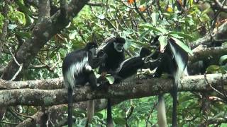 Colobus monkey sitting in the tree social grooming in Uganda [upl. by Neall]