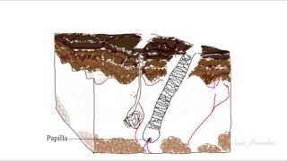 The Structure of Hair  CURLY HAIR SCIENCE SERIES Pt1 [upl. by Gomer767]