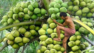 A IMPRESSIONANTE MAIOR FAZENDA DE COCO DO MUNDO [upl. by Lenneuq]