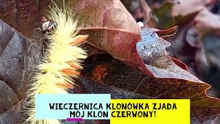 Wieczernica klonówka  Acronicta aceris  czyli co mi zjada czerwony klon w ogrodzie [upl. by Odnalor]