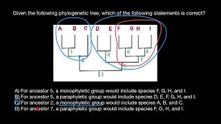 Paraphyletic groups vs Monophyletic groups [upl. by Darrej917]