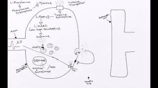 Adrenergic Synapse [upl. by Einahteb926]