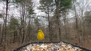 Pine Warbler and Common Grackle [upl. by Rafaelia684]