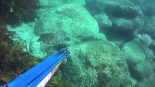 Spearfishing the South Coast NSW [upl. by Ecela]