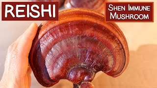 Reishi Mushroom A Shen Tonic and Immune Modulator [upl. by Lauro772]