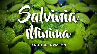 Salvinia Minima Invasion [upl. by Bej]