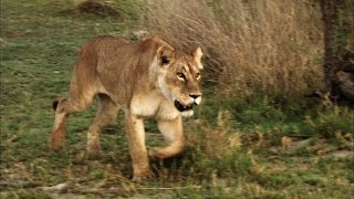 Shocking Video of a Cape Buffalo Attacking a Lioness [upl. by Hoenack]