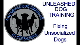 Unsocialized Dog Training [upl. by Ericka]