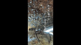 紀北町銚子川「テナガエビ探し」【撮影は2022年夏頃】 [upl. by Ginnie]