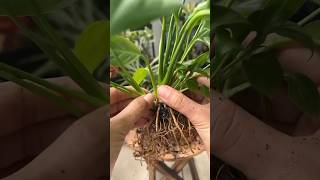 How to propagate peace lily via root division peacelily spathiphyllum propagation garden [upl. by Teodor]