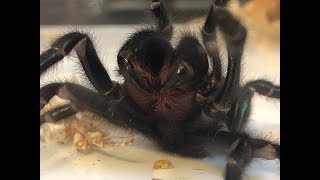 Blue Mountains Funnel Web mating and enclosure relocation [upl. by Madonia666]