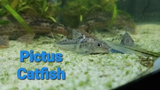 Pictus Catfish facts [upl. by Attesor676]