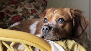 Nurturing the Social Bonds of Brittany Dogs [upl. by Ayamahs691]