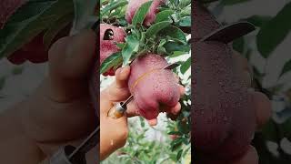 Delicious red apple cutting  Farm fresh ninja fruit cutting [upl. by Michella318]