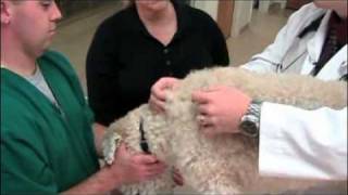 How to give a pet injections [upl. by Nnorahs542]