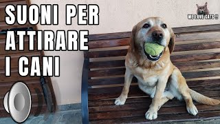 Cane che abbaia  Suoni per attrarre cani  Prod By quotA Quattro Zampequot [upl. by Aileda]