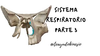 Sistema respiratorio Anatomía de cavidades nasales [upl. by Nylireg65]