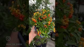 Pyracantha Autumn color🥰 [upl. by Dorice]