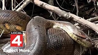 Worlds biggest snake New anaconda found in Amazon [upl. by Zalea]