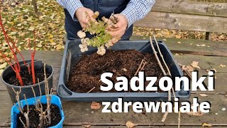 Sadzonki zdrewniałe Rozmnażanie krzewów przez sadzonki zdrewniałe [upl. by Oretna]