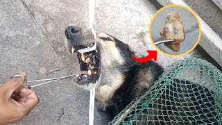 A stray dog with a bone stuck in its mouth is saved by rescuers [upl. by Imiaj725]