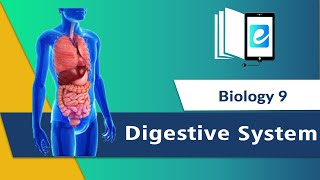 quotDigestive Systemquot Digestion  How digestive system works  OESOPHAGUS AND STOMACH [upl. by Adiell]