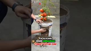 Unique Easy Ways to Grow tomato at Home ✅️🍇 Part 01 🌍 shorts short unique [upl. by Neirrad]